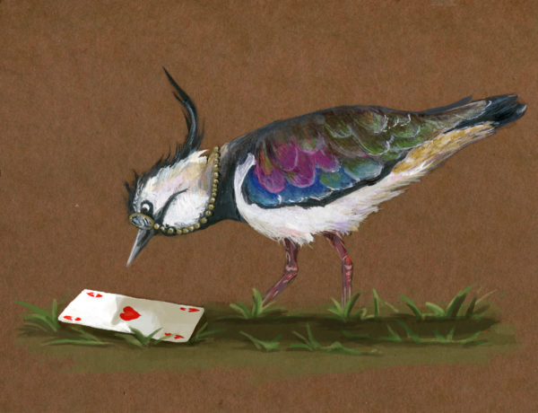 Ein Kiebitz betrachtet eine Spielkarte
